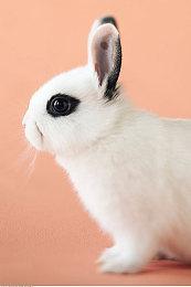 优雅刺客！《艾尔登法环：黑夜君临》公爵夫人预告